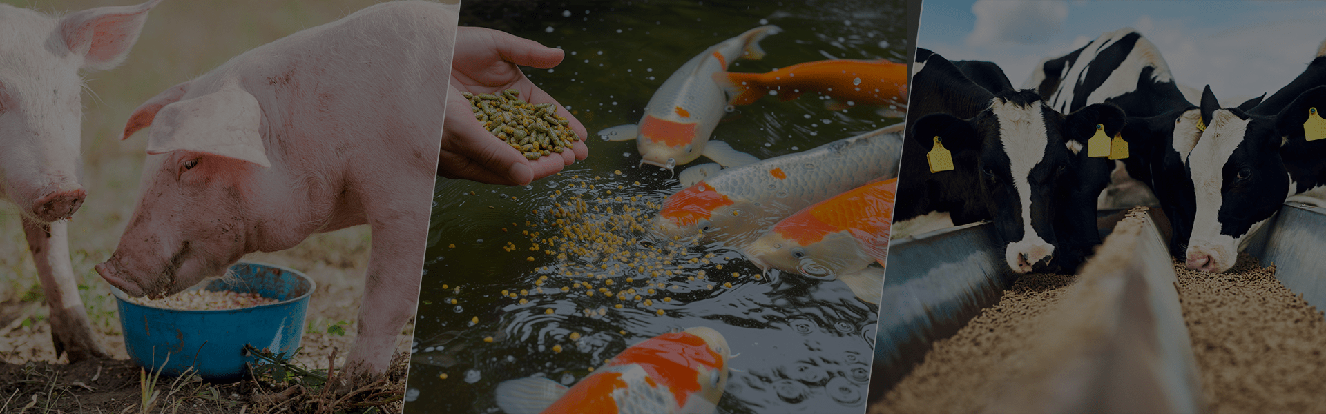 biofuel supplier in Ahmedabad